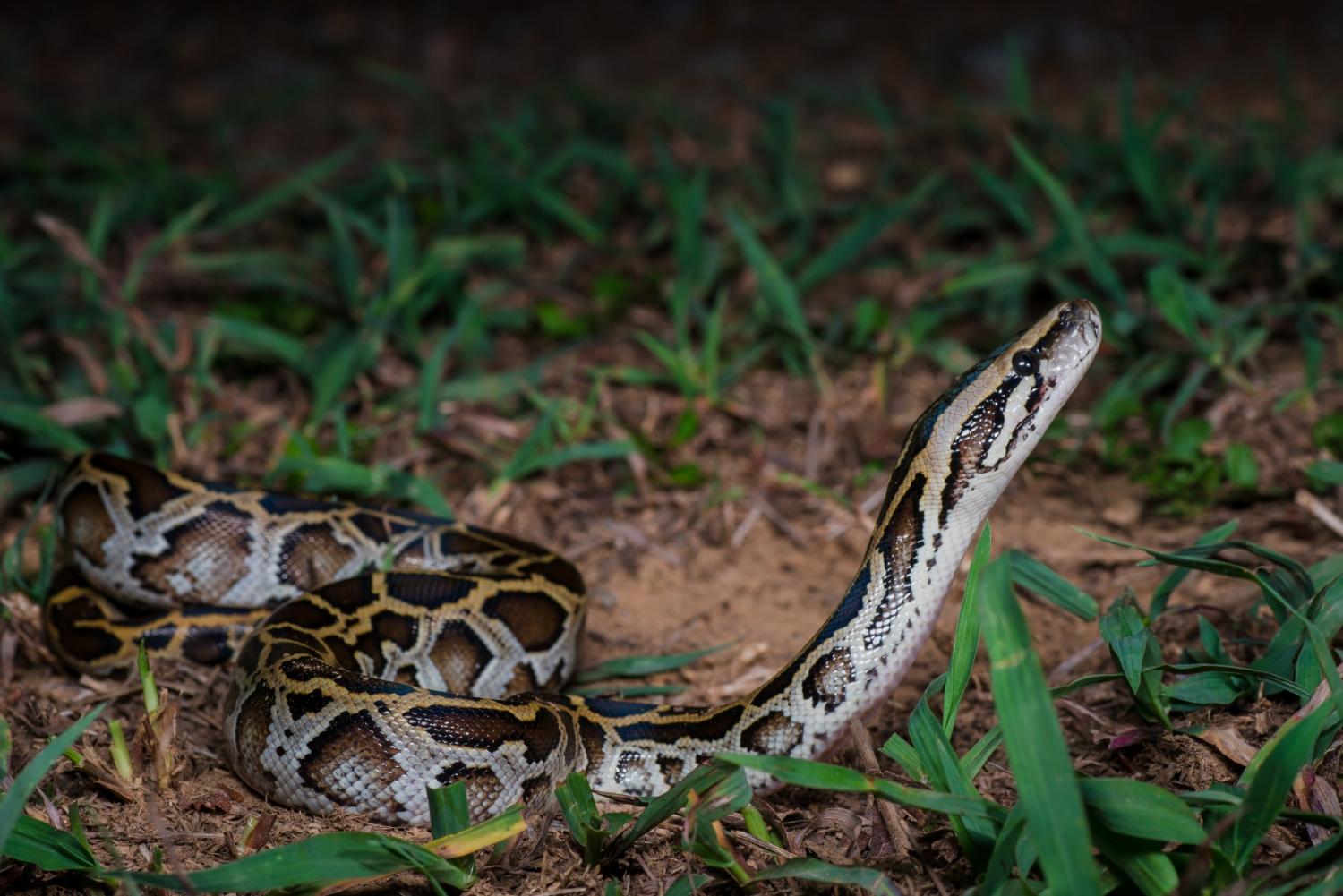 Burmese python