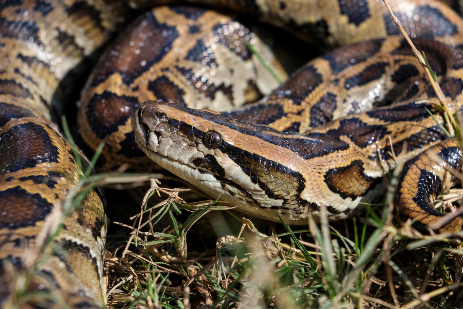Burmese python