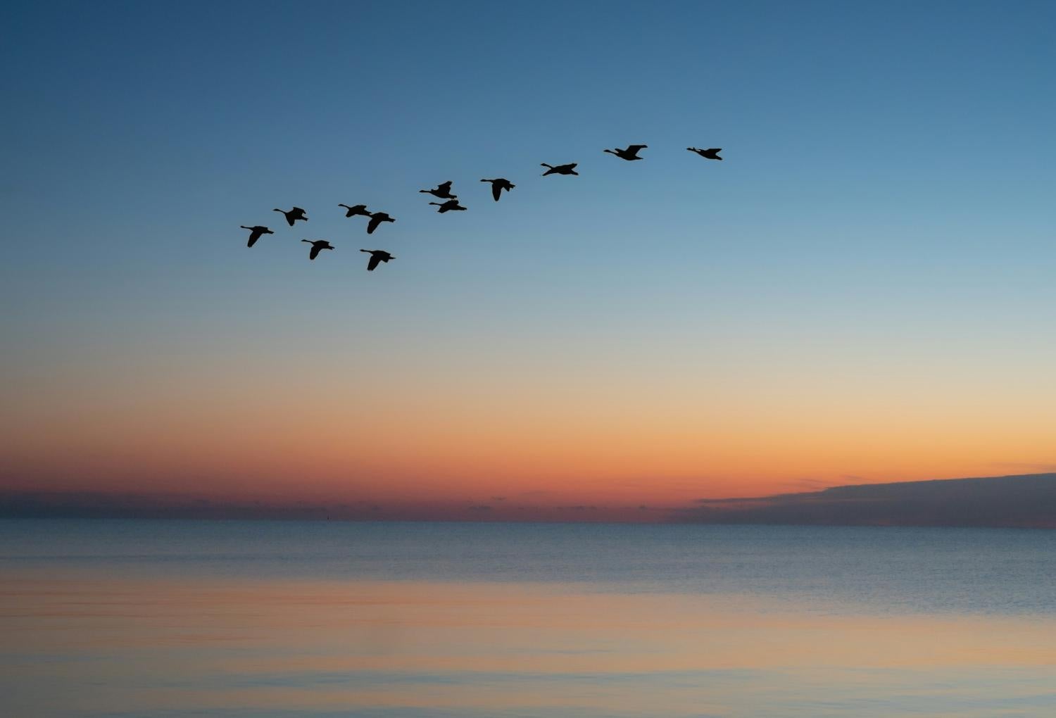 birds flying over water at sunset