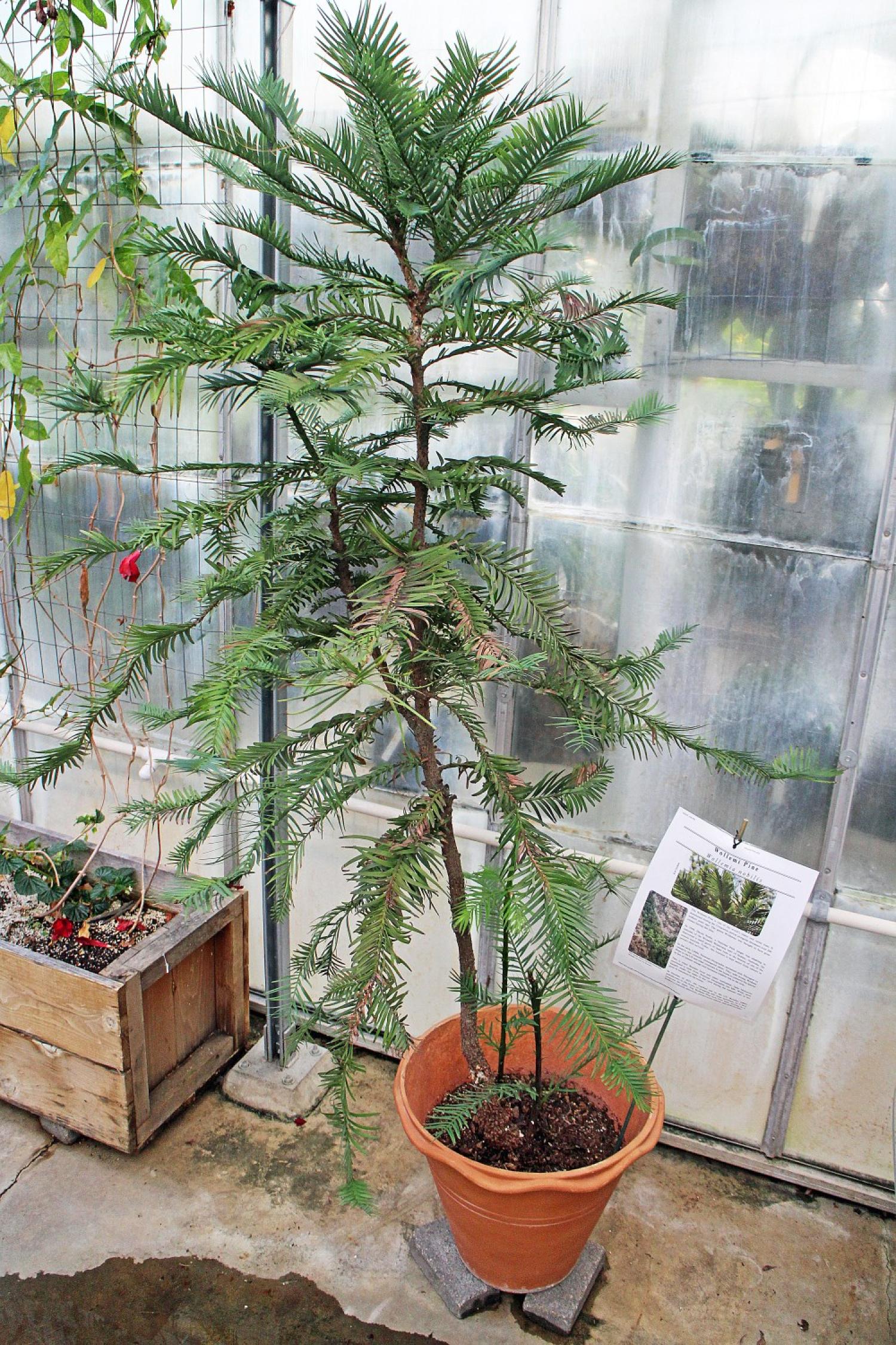 Wollemi pine tree in pot