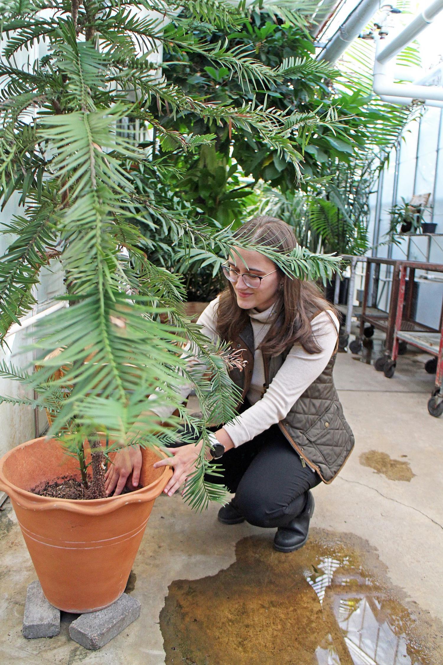 Malinda Barberio with Wollemi pine tree