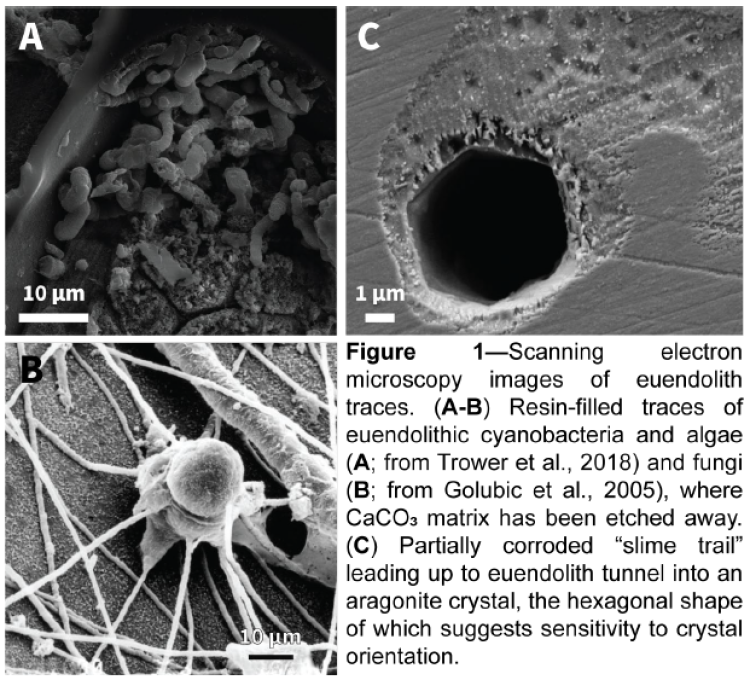 three zoomed in pictures of euendolith activity