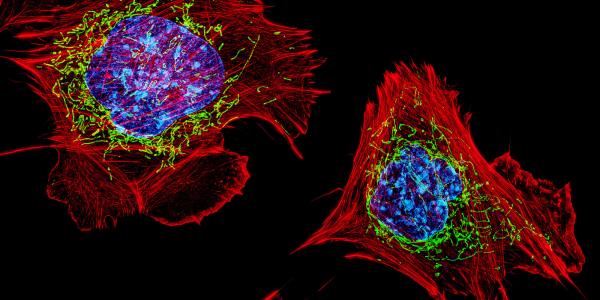 Cells with nuclei in blue, energy factories in green and the actin cytoskeleton in red