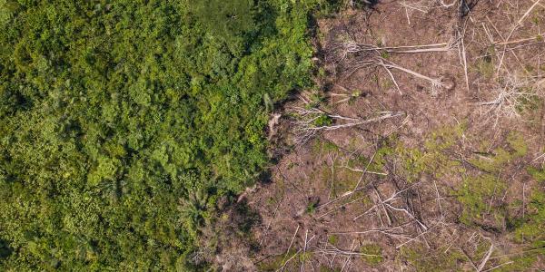 Deforestation in the DRC