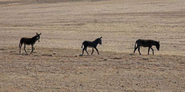 Two adult males and a juvenile burro in the Sinbad Herd on the San Rafael Swell 