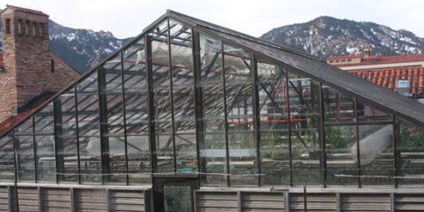 The greenhouse on the roof of the Ramaley Biology building is partly obscured from view at ground level. Up on the roof, it enjoys the full benefit of those famous 300 days of Boulder sunshine annually. Photo by Laura Kriho.