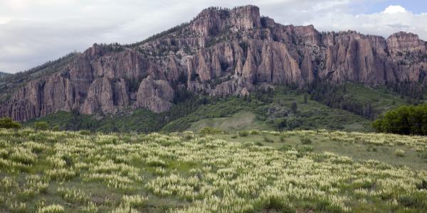 Virtually free of herbivory, locoweed flourishes beneath the needles of Soap Creek.