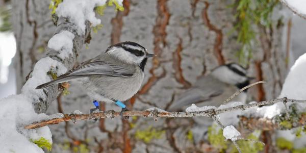 Mountain Chickadee