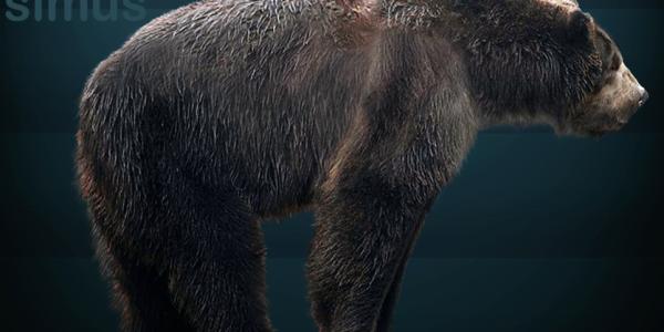 Restoration of the extinct short-faced bear (Arctodus simus). Photo courtesy of Wikipedia.