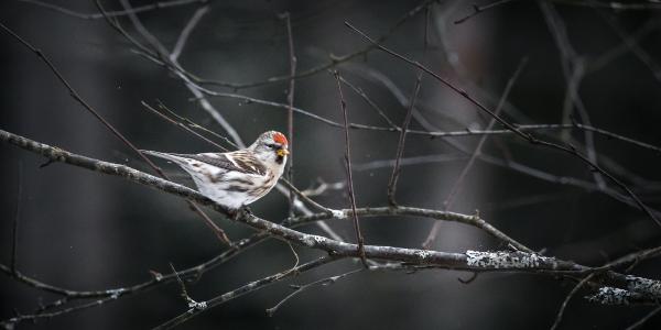 Redpoll