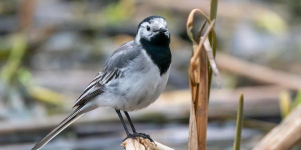 White Wagtail Photo