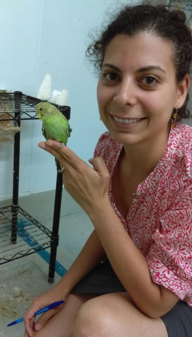 Budgerigar Research