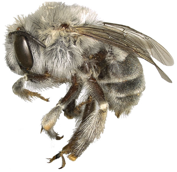 A new bee species gnaws its nest holes into stone, Colorado Arts and  Sciences Magazine