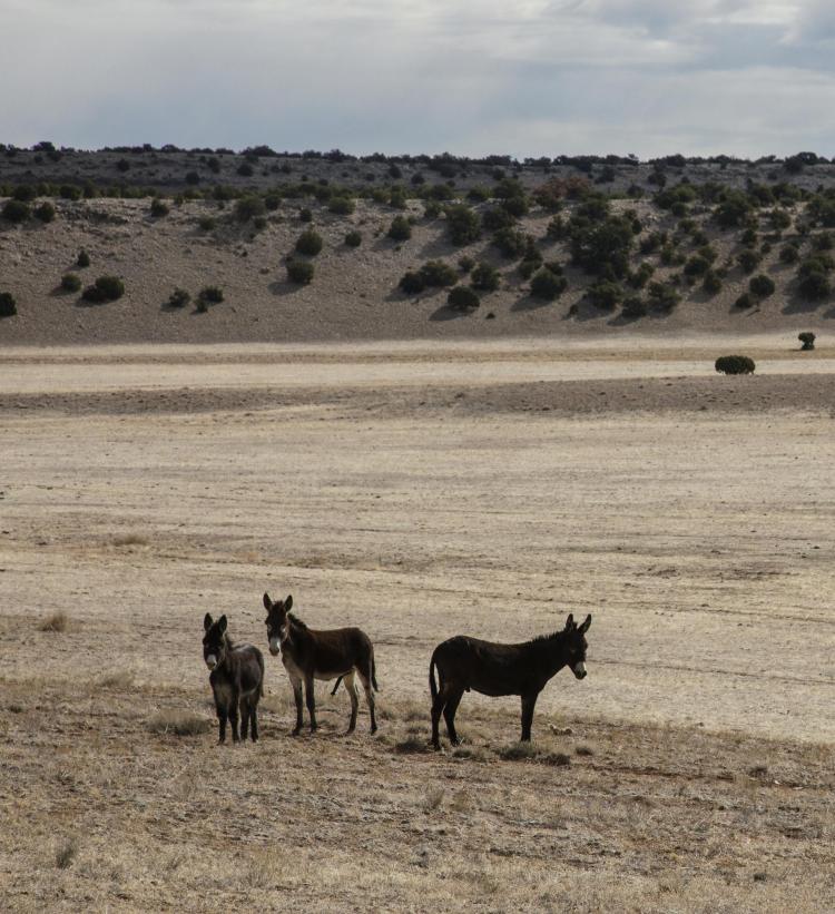 a different shot of the same three burros