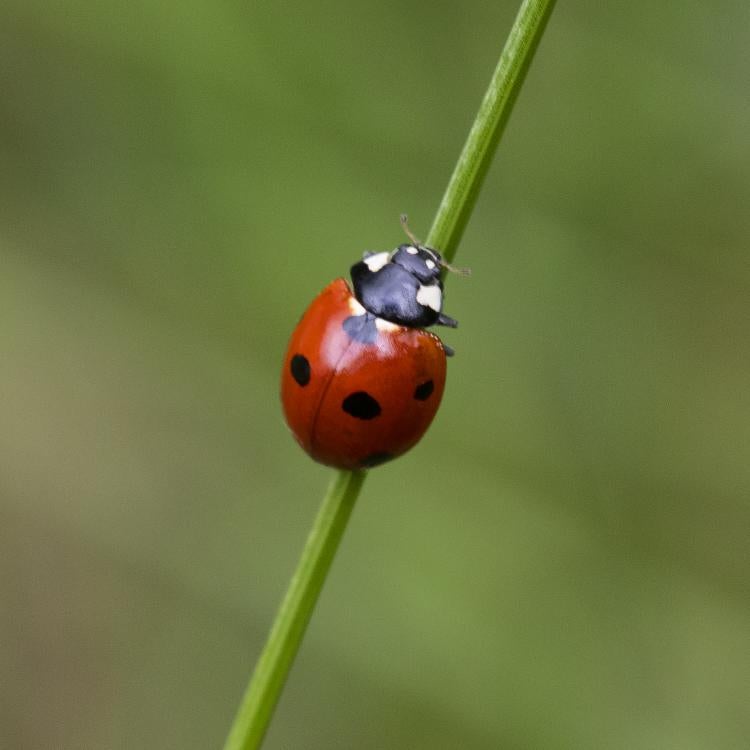 A seven-spotted ladybug lingers in the open without fear of predators