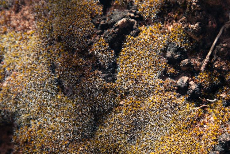 Desert moss, which covers desert soil 