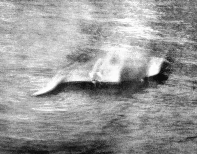 Hugh Gray Nessie photo