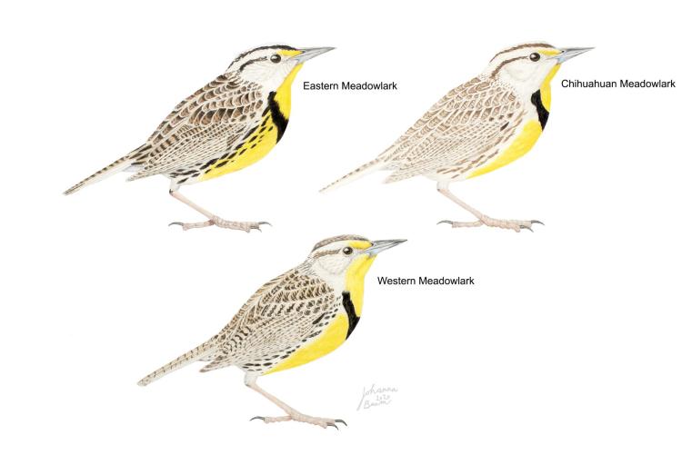 The different meadowlark species