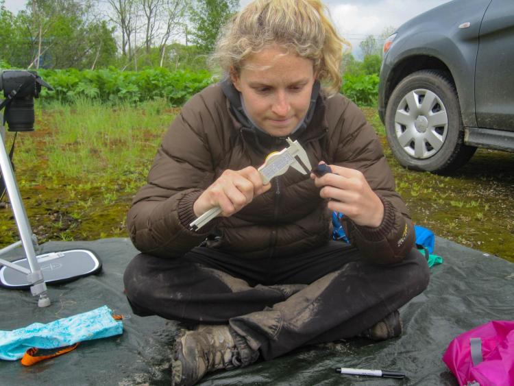 Scordato sampling a barn swallow