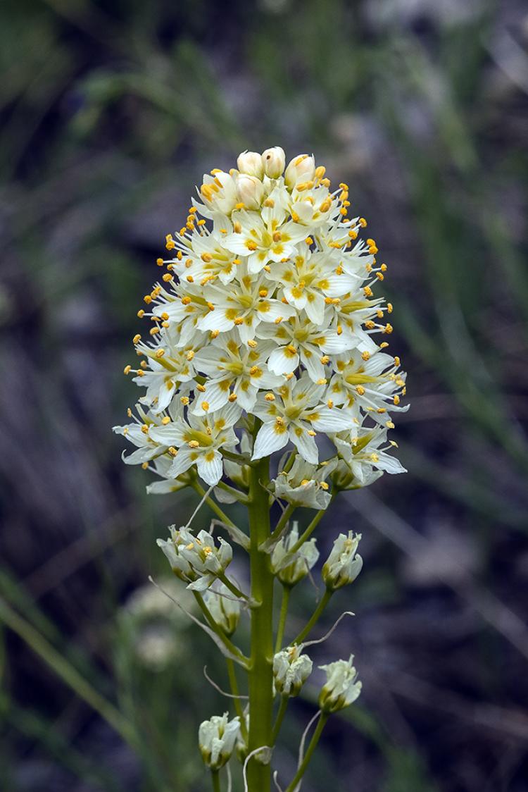 Foothills death camas