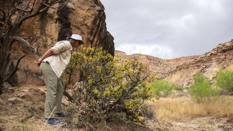 Ecology Professor Valerie McKenzie observes desert holly.