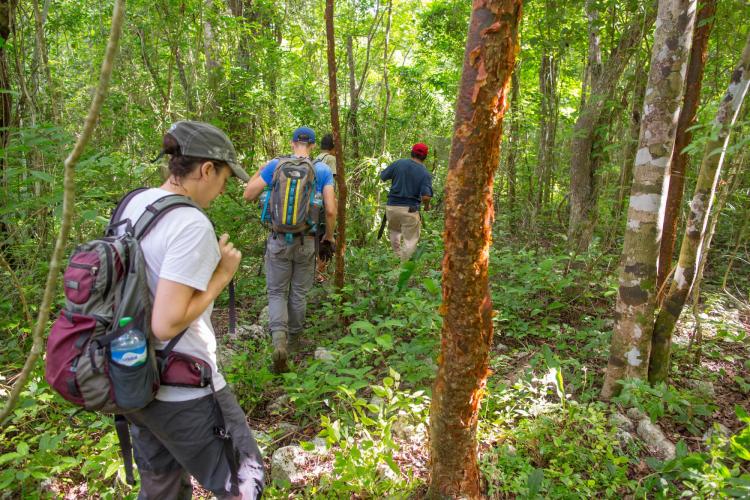 Archaeologists hike through jungle in Mexico