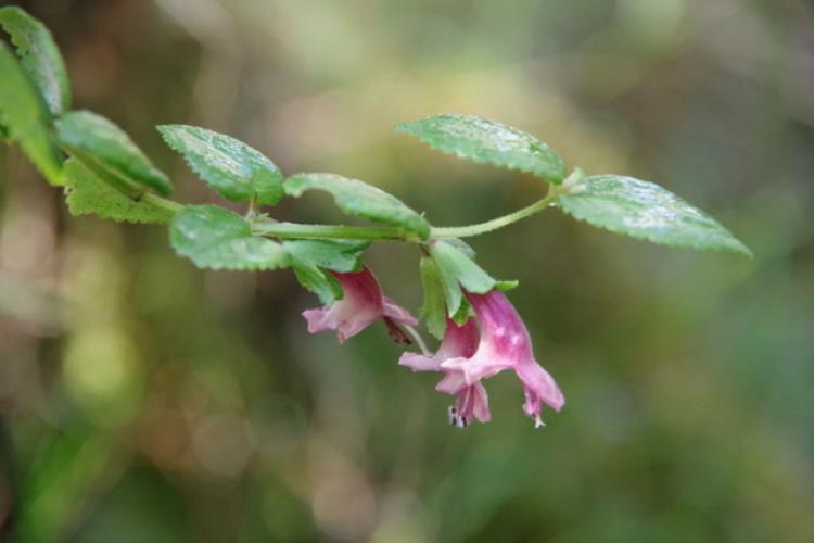 A type of Mint plant in bloom