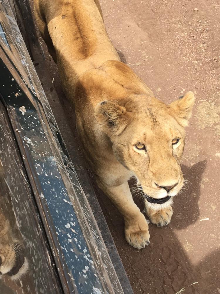 Lions in Tanzania