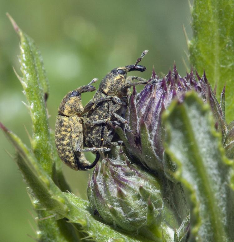 Weevil