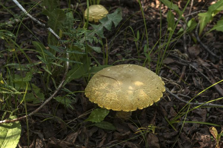 Both Fly Agaric and 	Death Cap mushrooms have yellow forms