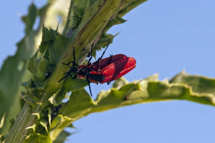 Net Winged Beetles Advertise Defenses With Brilliant Color Noxious Odor Colorado Arts And Sciences Magazine University Of Colorado Boulder