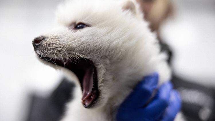 dire wolf pup