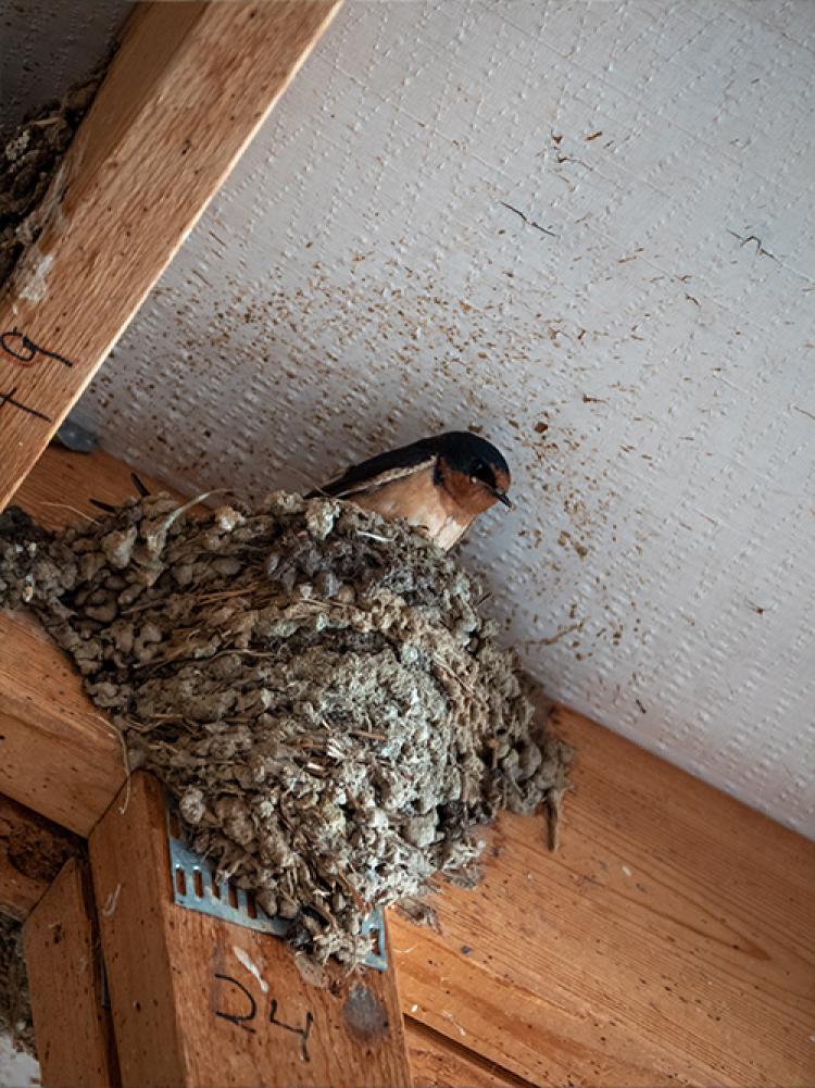 songbird in its nest