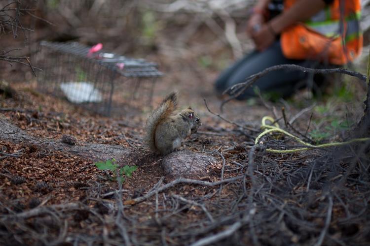 Female red squirrel with tracker.