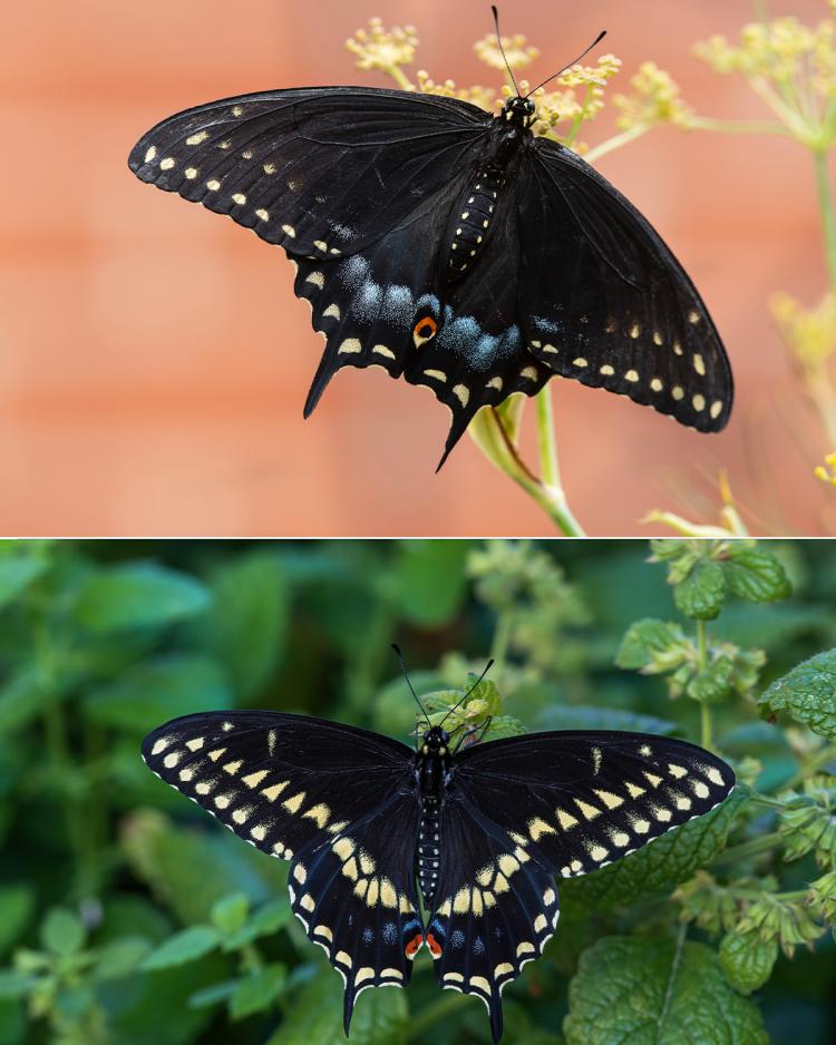 A beautiful male swallowtail butterfly.