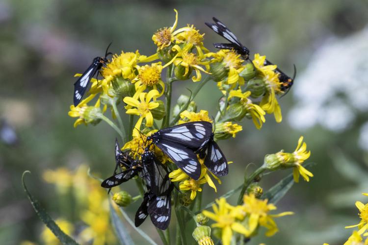 Police car moths have warning coloration to deter visual predators and ultrasonic signals to deter bats