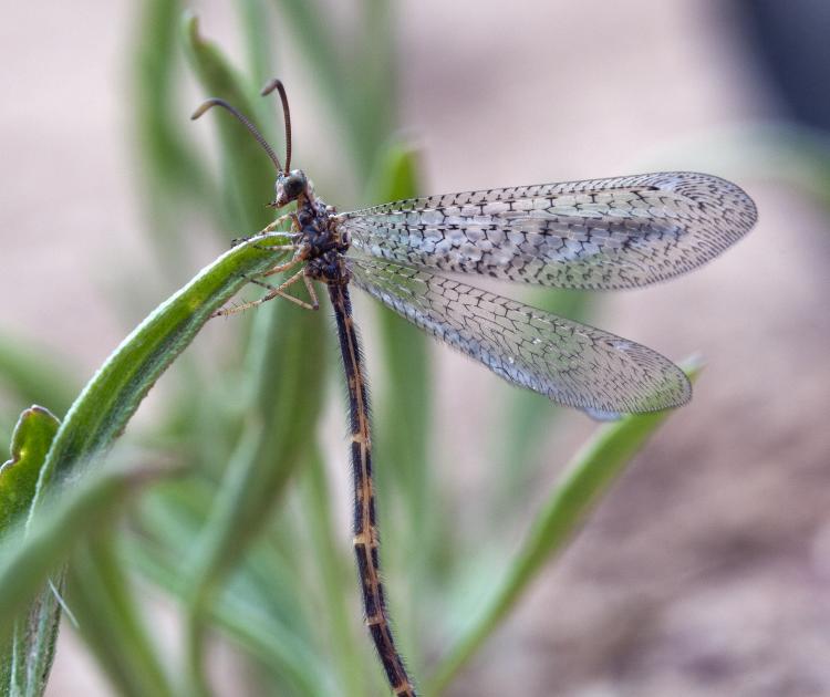 Ant Lion