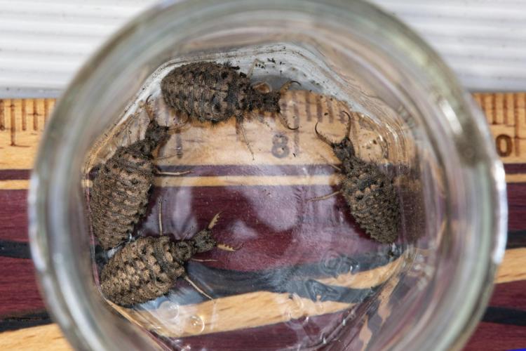 Antlion larvae dig pit traps in the duff beneath large ponderosa pines