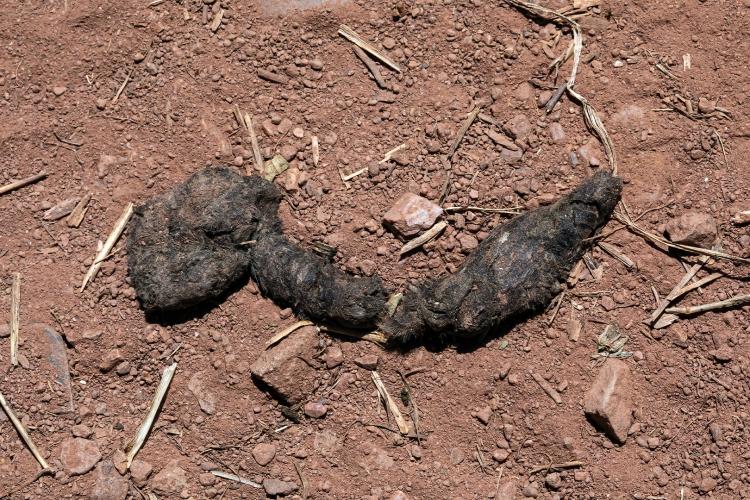 Coyote poop