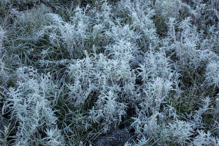 silver sagebrush