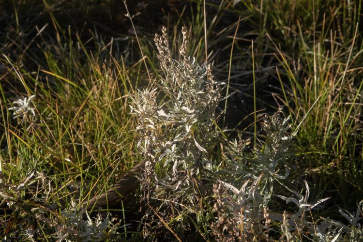 silver sagebrush flowers