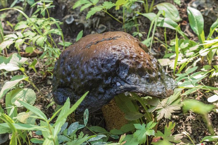 aspen bolete