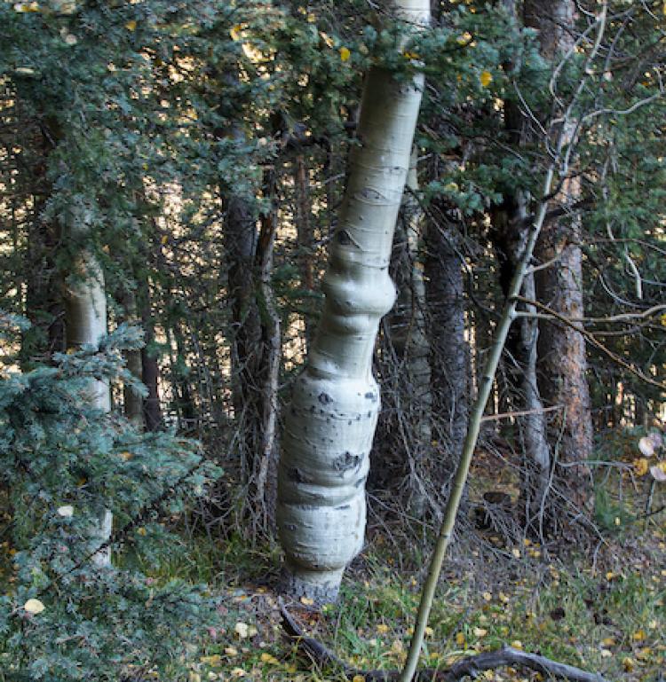 aspen trunks