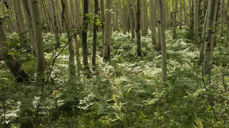 Bracken fern beneath aspen