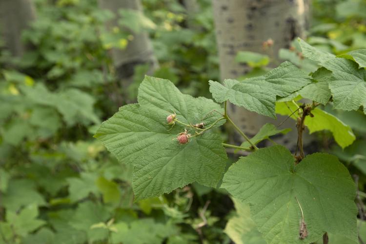 Thimbleberry grew as a thick understory, two to four feet tall