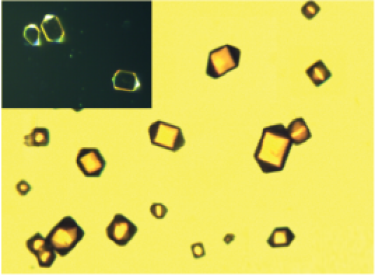 Optical images of the large single crystals of 1. 1 grew in elongated square bipyramid shapes. Inset: dark-field optical microscope image with high contrast at the edges.