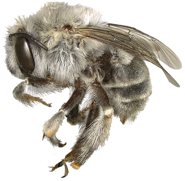 Close view of female Anthophora pueblo bee