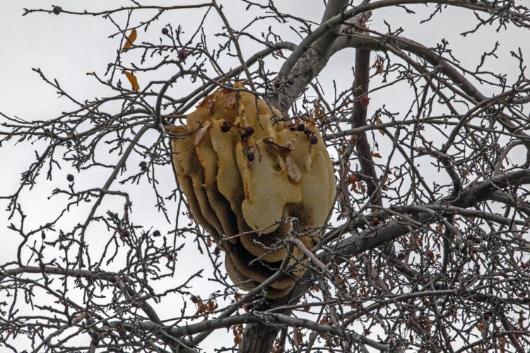 Most bee hives are placed in cavities, such as a hollow tree, but this beehive was placed in the crown of a crabapple tree.