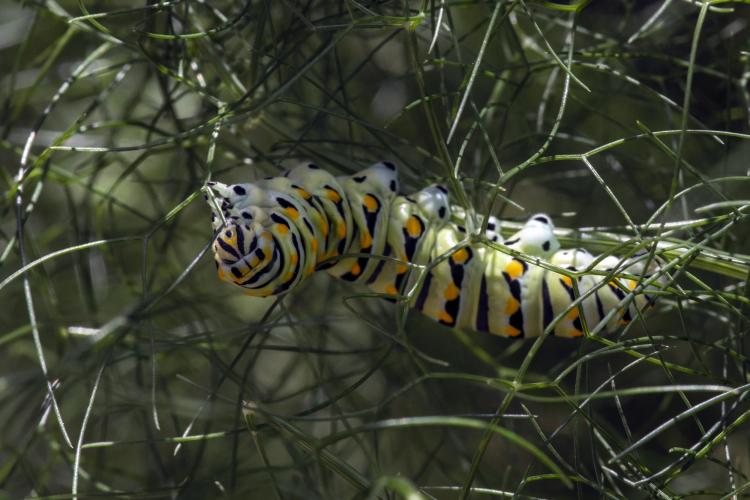 Black swallowtail caterpillar