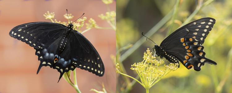 Black swallowtails are mimics of poisonous pipevine swallowtails